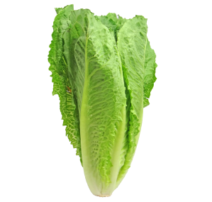 lettuce-2468495_1920